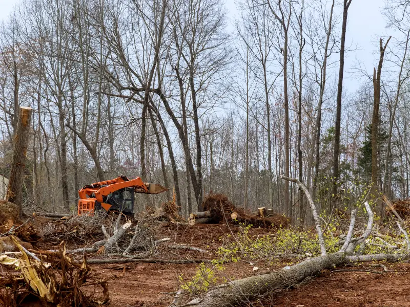 Step-by-Step Guide to Emergency Tree Removal in Albany