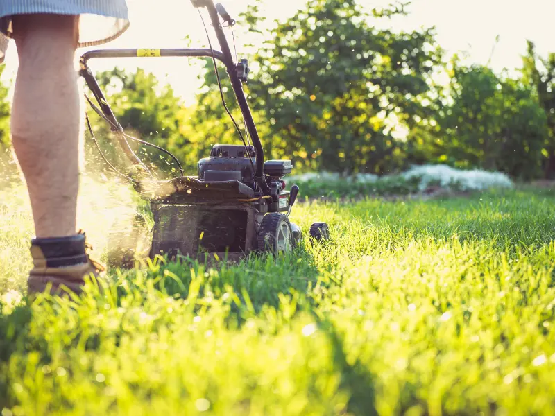 FAQ 6: What’s the Best Time of Year to Prune or Trim My Trees?