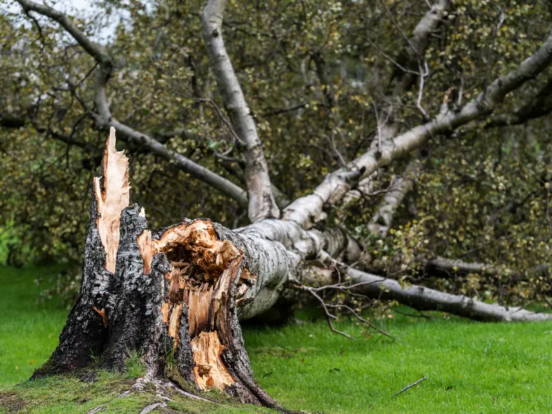 Seasonal Tree Care to Prepare for Future Storms