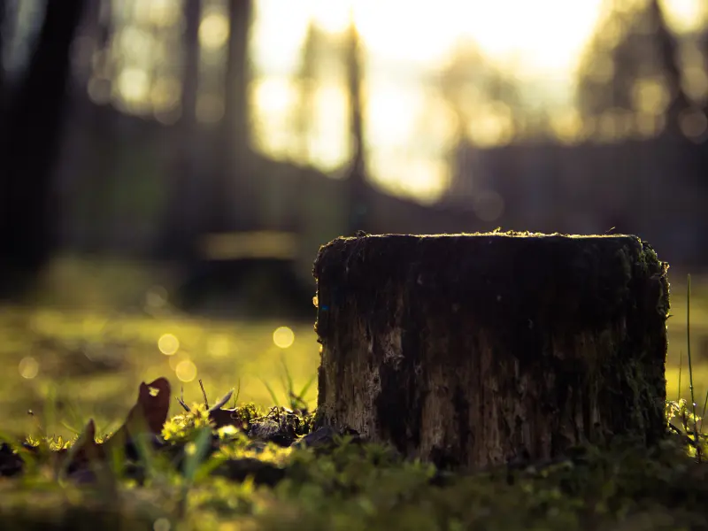 Can stump removal be done on any tree?