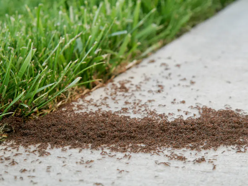 Let's understand Tree Pests in Jackson, PA.