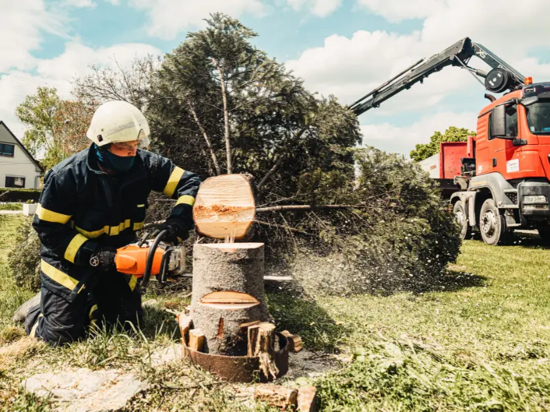 Tree removal permits Buffalo NY