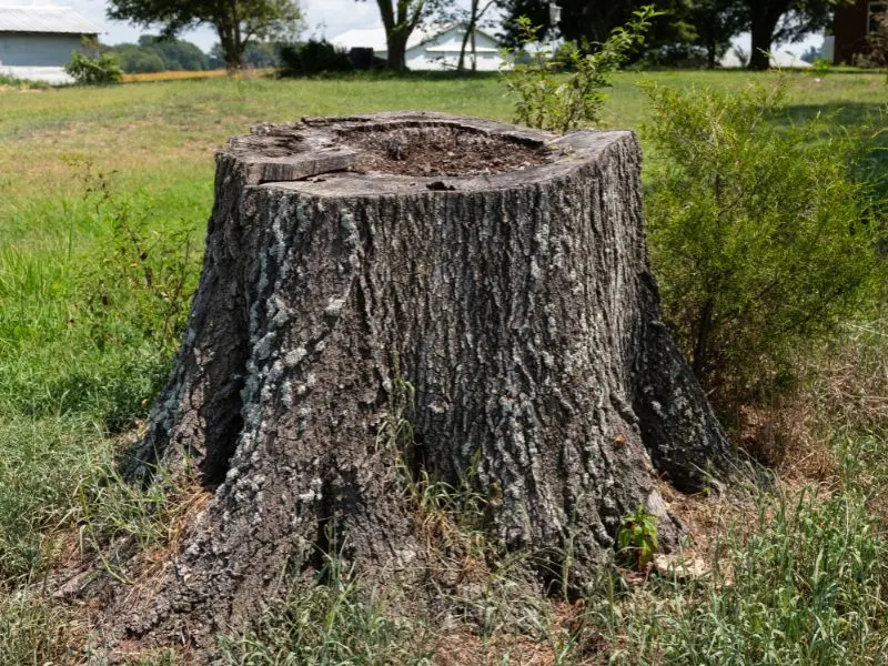 Stump Grinding vs. Stump Removal: What’s Right for Your Jackson Property?