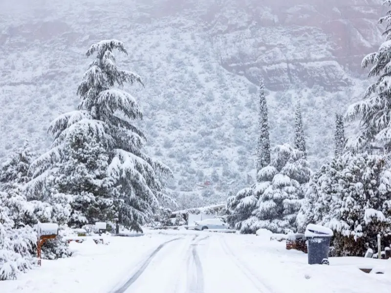 Preparing Trees for Heavy Snow in Jackson PA – What to Do Before the Storm