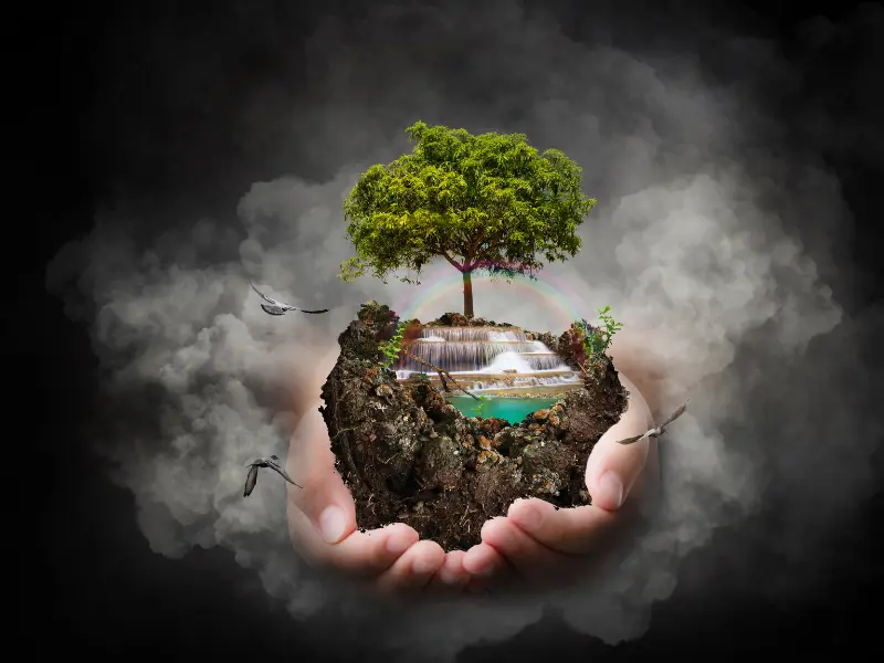 Safe Tree Care Practices - Why You Need Tree Care Services