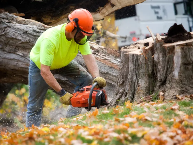 Why Choose KD Tree Services in Jackson?