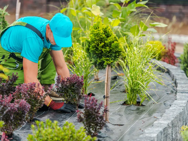 DIY vs. Professional Tree Maintenance