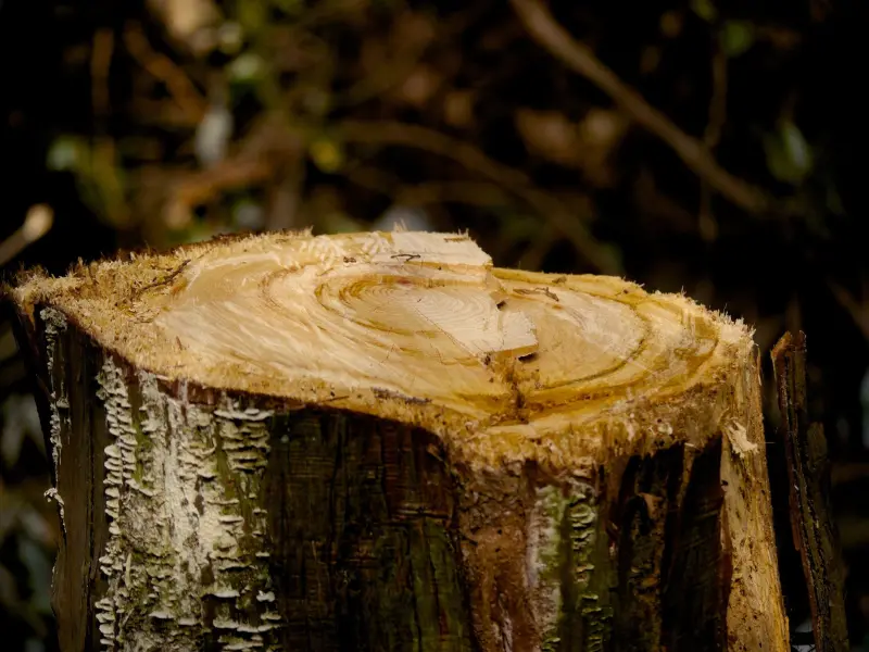Why Grind a Tree Stump in Jackson, PA?