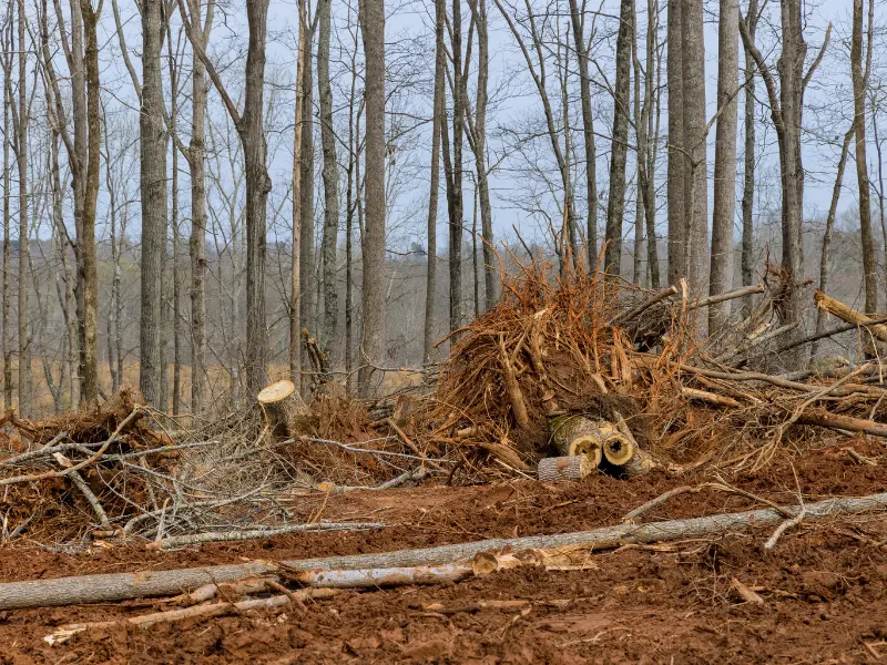 Stump Grinding vs. Stump Removal: Which One is Right for You?