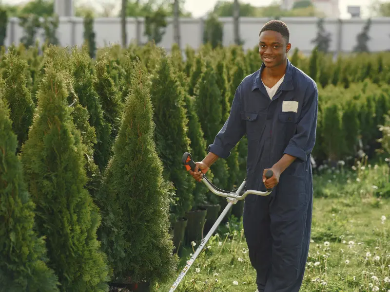 7 1 1 Tree Maintenance for Jackson's Community Spaces: Keeping Our Green Spaces Healthy