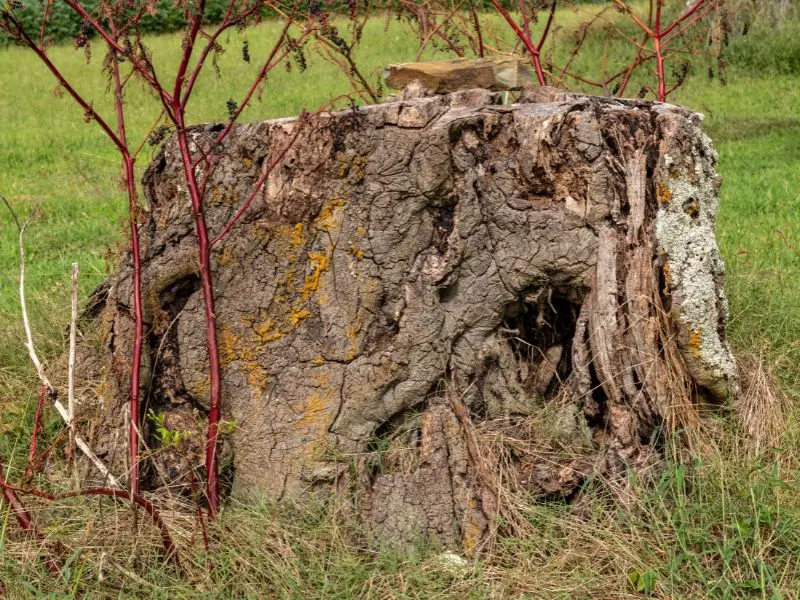 Benefits of Stump Grinding for Jackson Properties
