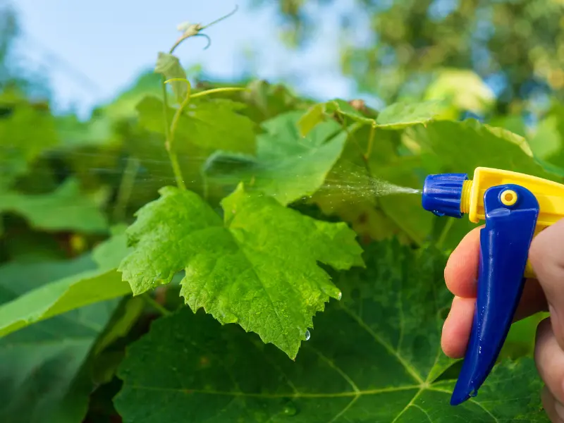 Why are rural areas vulnerable to pests?