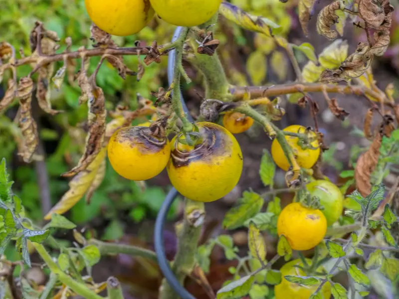 Sooty mold