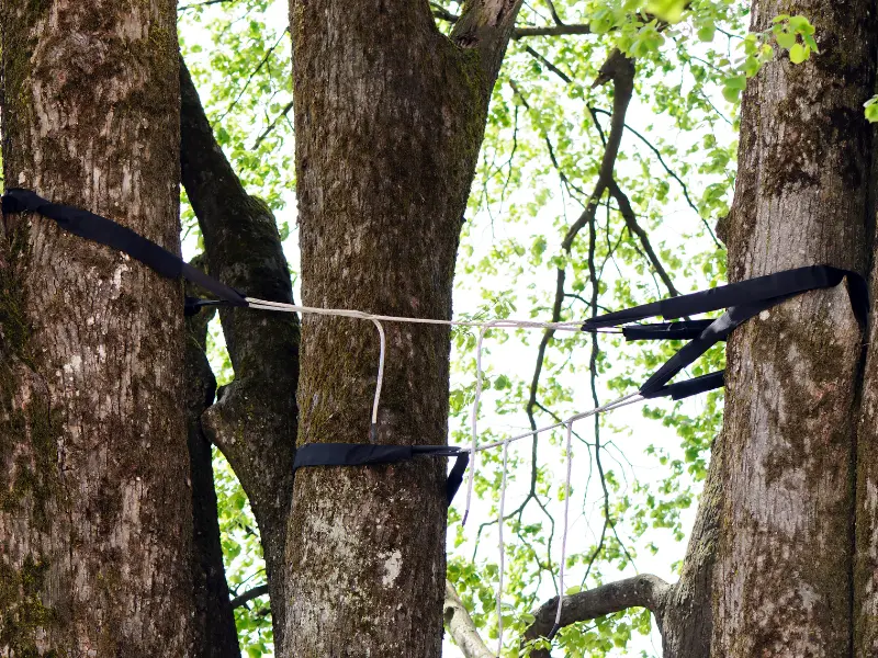Tree Health Evaluations & Risk Assessments