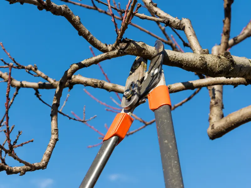 Why pruning improves tree health in Fairview