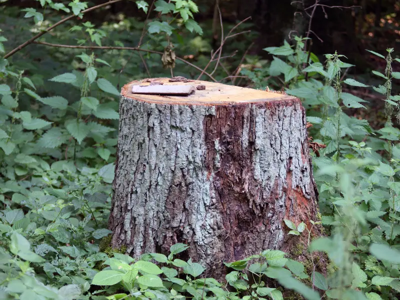 Can stump removal be done on any tree?