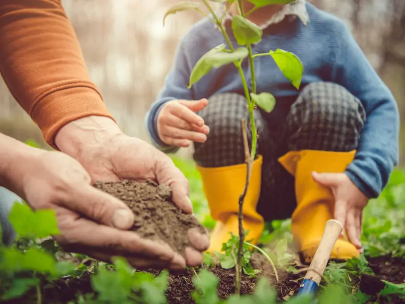 Albany’s Weather Challenges and Tree Risk Factors