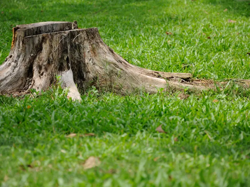 How Long Does Stump Removal Take?