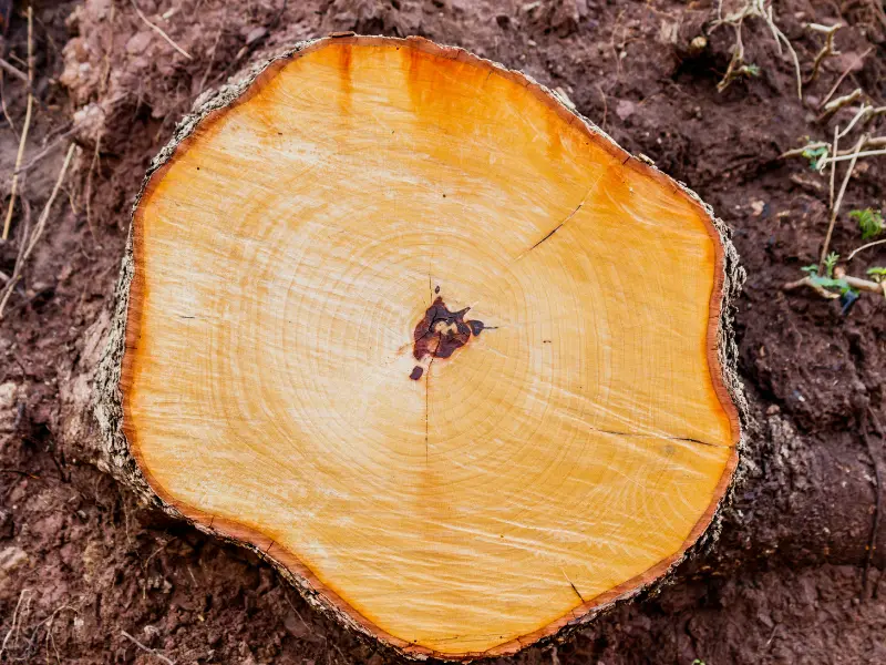 KD Tree Services: Your Local Experts in Stump Removal