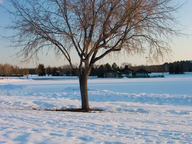 Common Winter Tree Risks in Jackson’s Climate