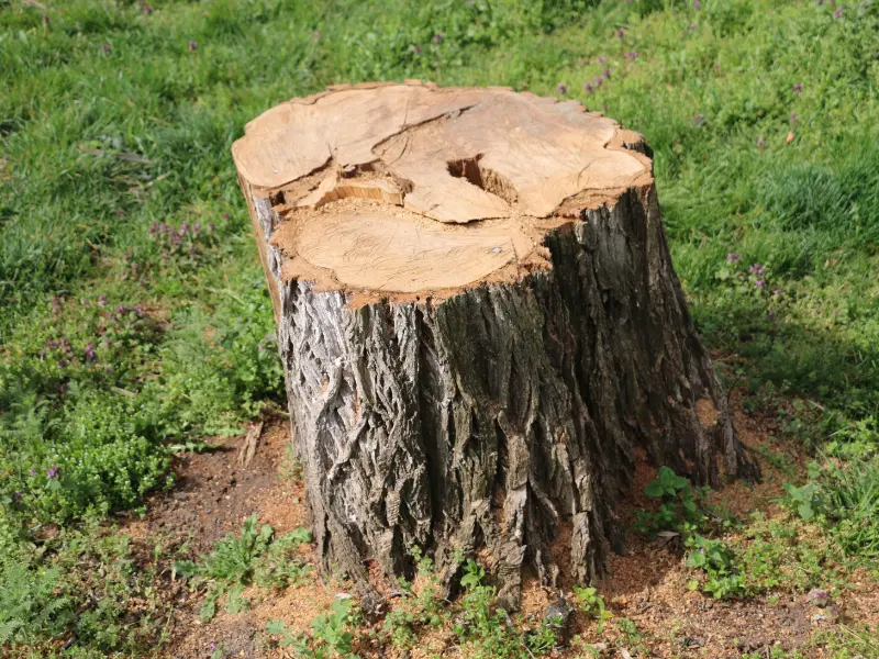 When is Stump Removal Recommended - Benefits of stump grinding for Fairview homeowners