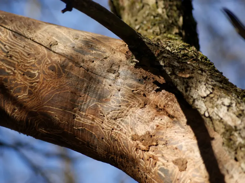 Why are rural areas vulnerable to pests?