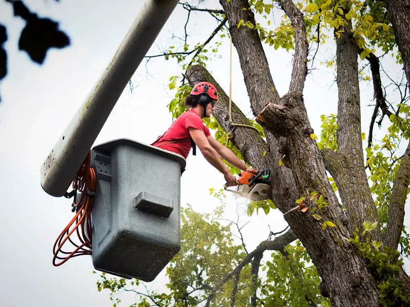 Chemical Tree Removal Solutions