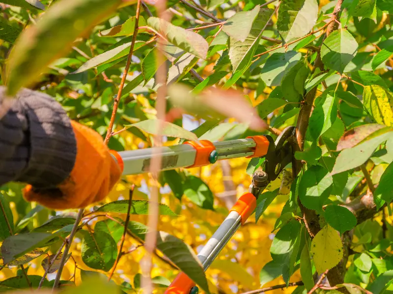 Tree Pruning Services for Jackson Properties: Long-Term Value