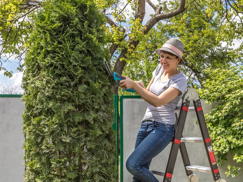 The importance of tree maintenance Waterford.