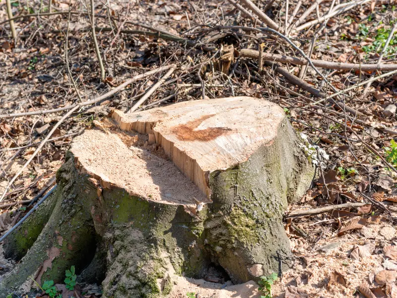 Stump Removal