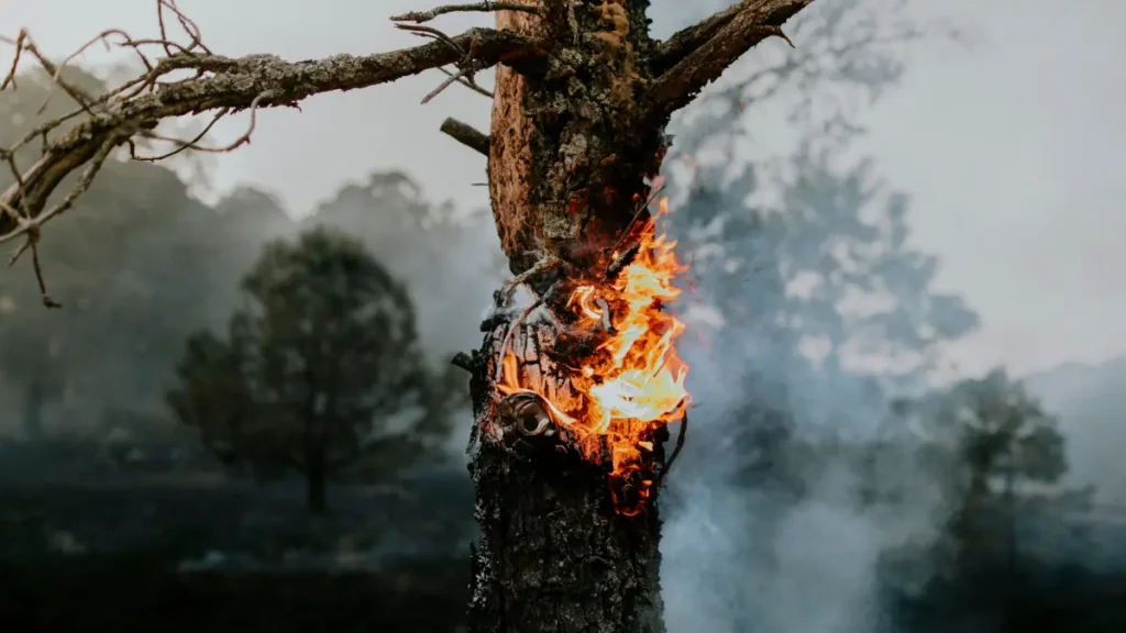 Emergency Tree Services for Fairview’s Stormy Weather