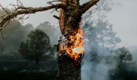 Emergency Tree Services for Fairview’s Stormy Weather