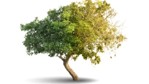 How Tree Services Can Increase Property Value