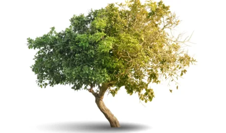 How Tree Services Can Increase Property Value