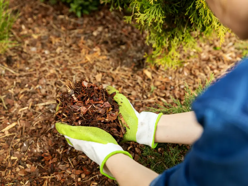 What Tree Services Can You Find in Your Area?