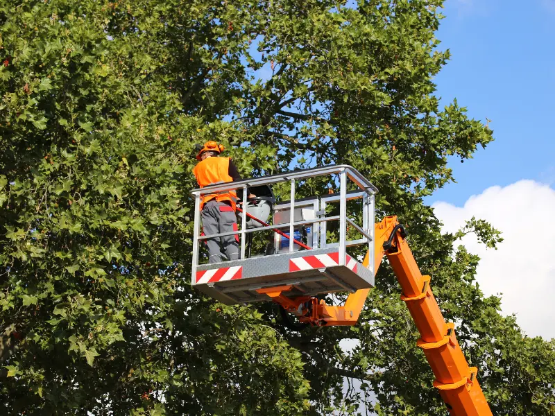 Tree Safety for Erie Properties, Promoting Soil Health for Strong Trees