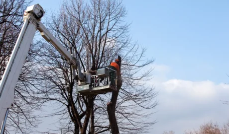 Tree Removal Laws in Erie, PA: What Homeowners Should Know