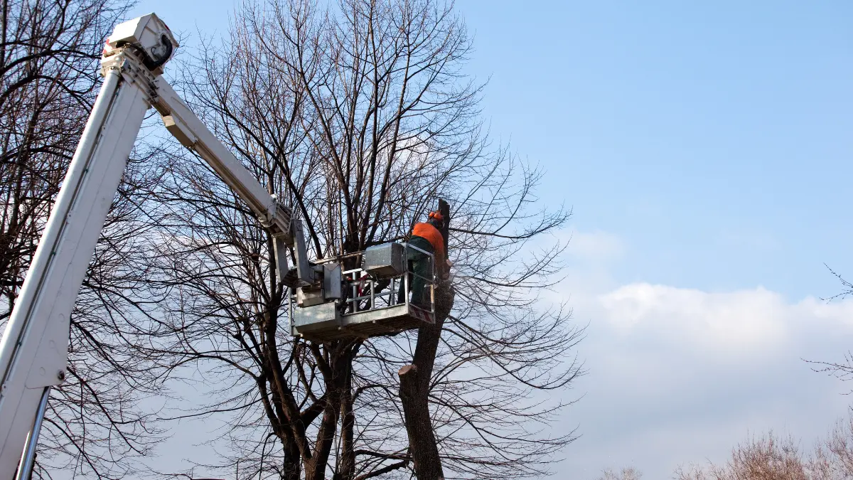 Tree Removal Laws in Erie, PA: What Homeowners Should Know