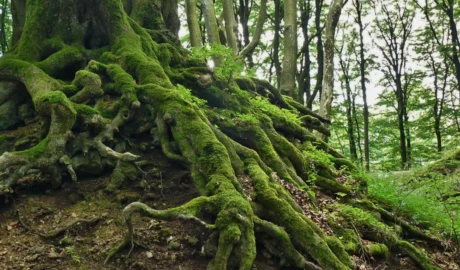 How to Identify and Treat Root Rot in Your Backyard Trees