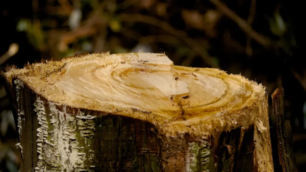 Stump Grinding Solutions for Fairview’s Scenic Yards
