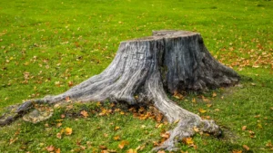 Why grind a tree stump in Waterford PA