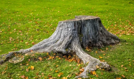 Why grind a tree stump in Waterford PA