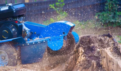 Stump Grinding Solutions for Fairview’s Scenic Yards