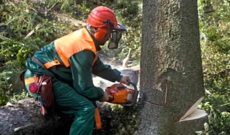 Safe Tree Removal for Jackson's Residential Areas: A Homeowner's Guide