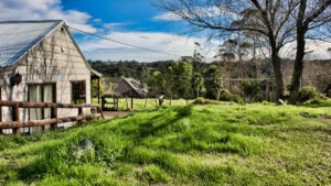 Cost-Effective Tree Removal for McKean’s Rural Properties