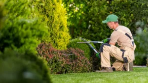 "Tree Maintenance for Jackson's Community Spaces: Keeping Our Green Spaces Healthy"