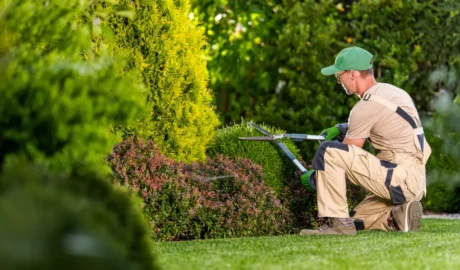"Tree Maintenance for Jackson's Community Spaces: Keeping Our Green Spaces Healthy"