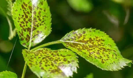 Common Tree Diseases in Fairview’s Urban Landscapes