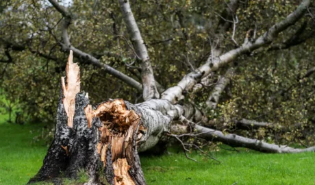 Preventing Tree Damage in Jackson's Windy Seasons