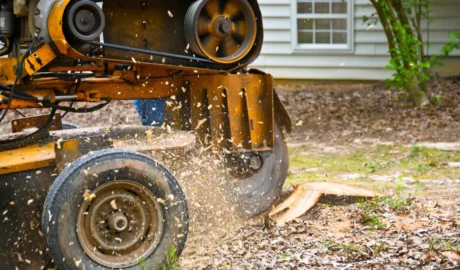 Emergency Tree Services for McKean’s Snowy Winters